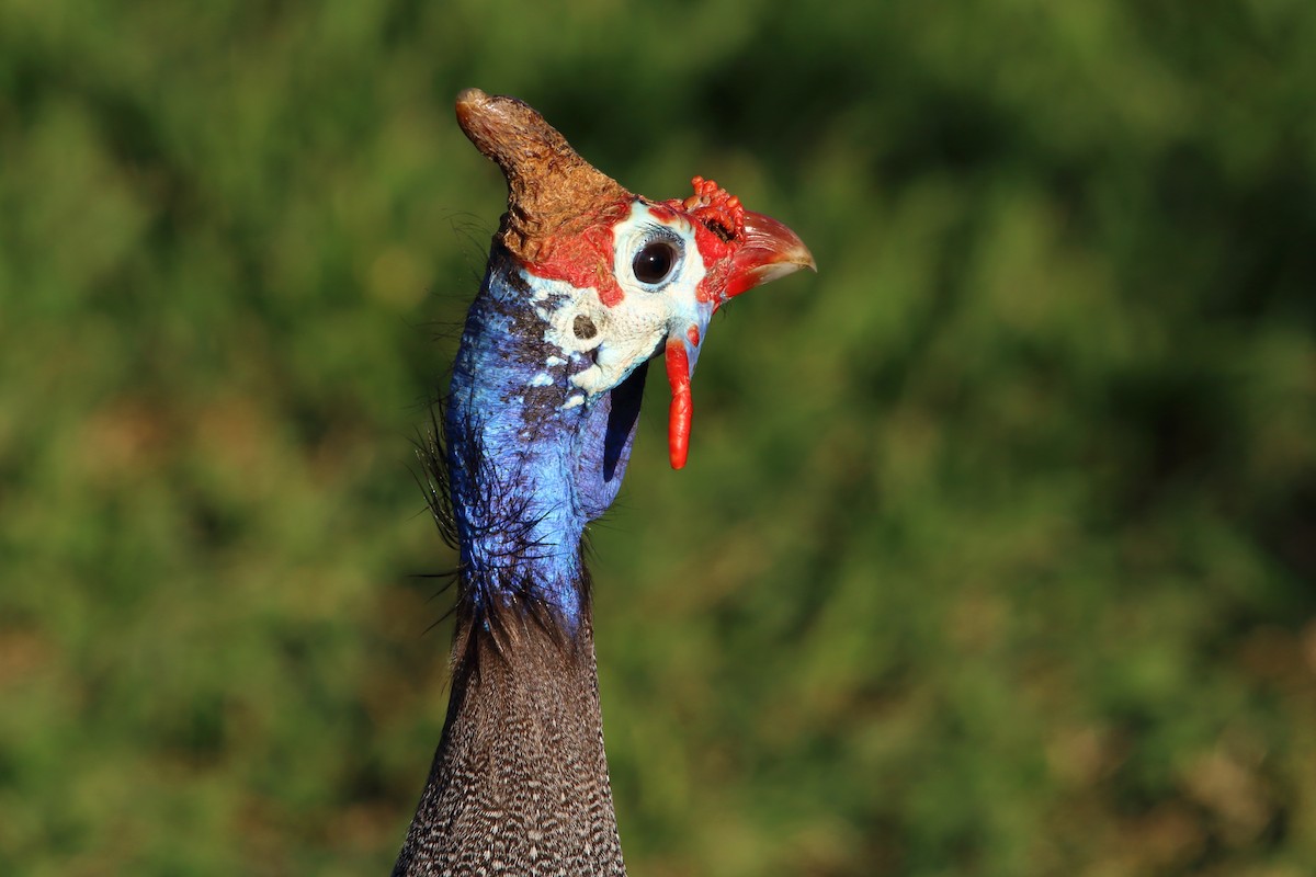 Helmeted Guineafowl - ML646786405
