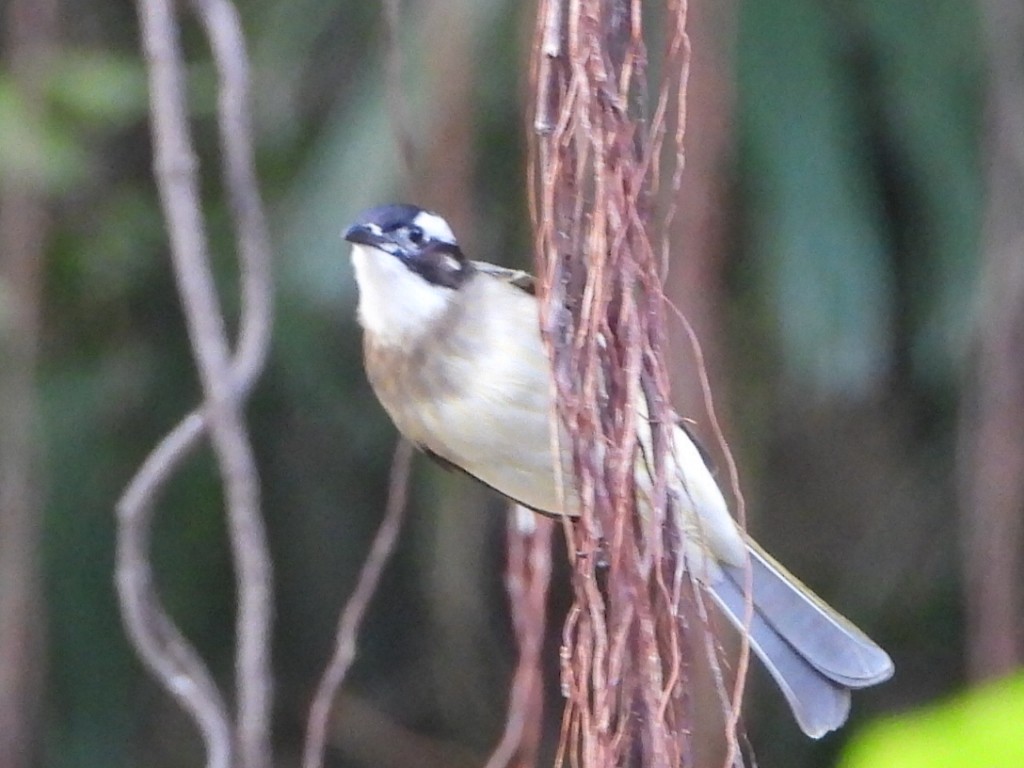 Light-vented Bulbul - ML646786407