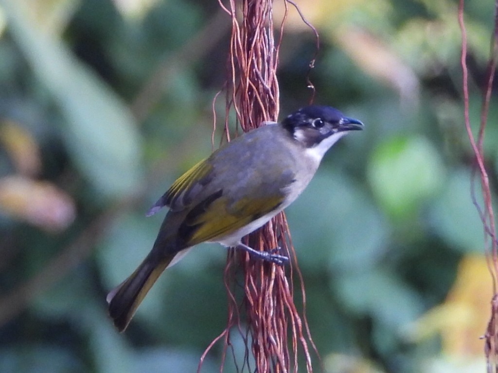 Light-vented Bulbul - ML646786408