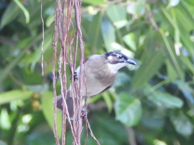 Light-vented Bulbul - ML646786409