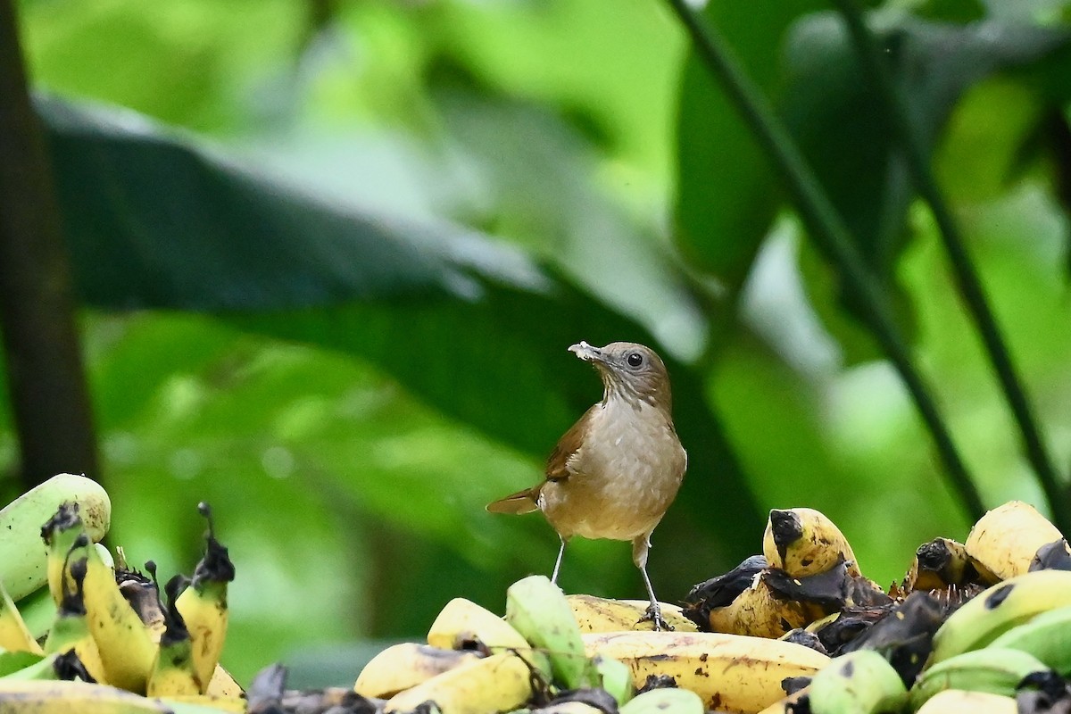 Merle cacao - ML646786411