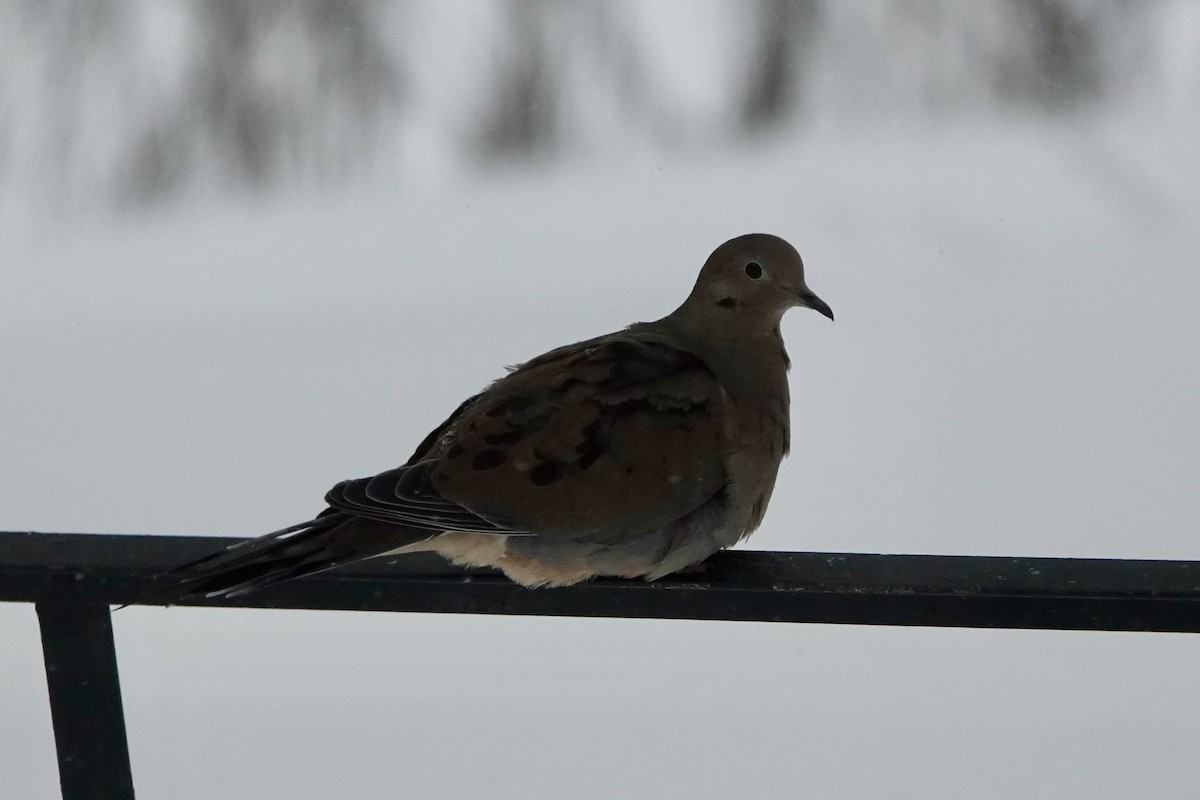 Uzun Kuyruklu Kumru - ML646786412