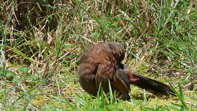 White-whiskered Laughingthrush - ML646786413