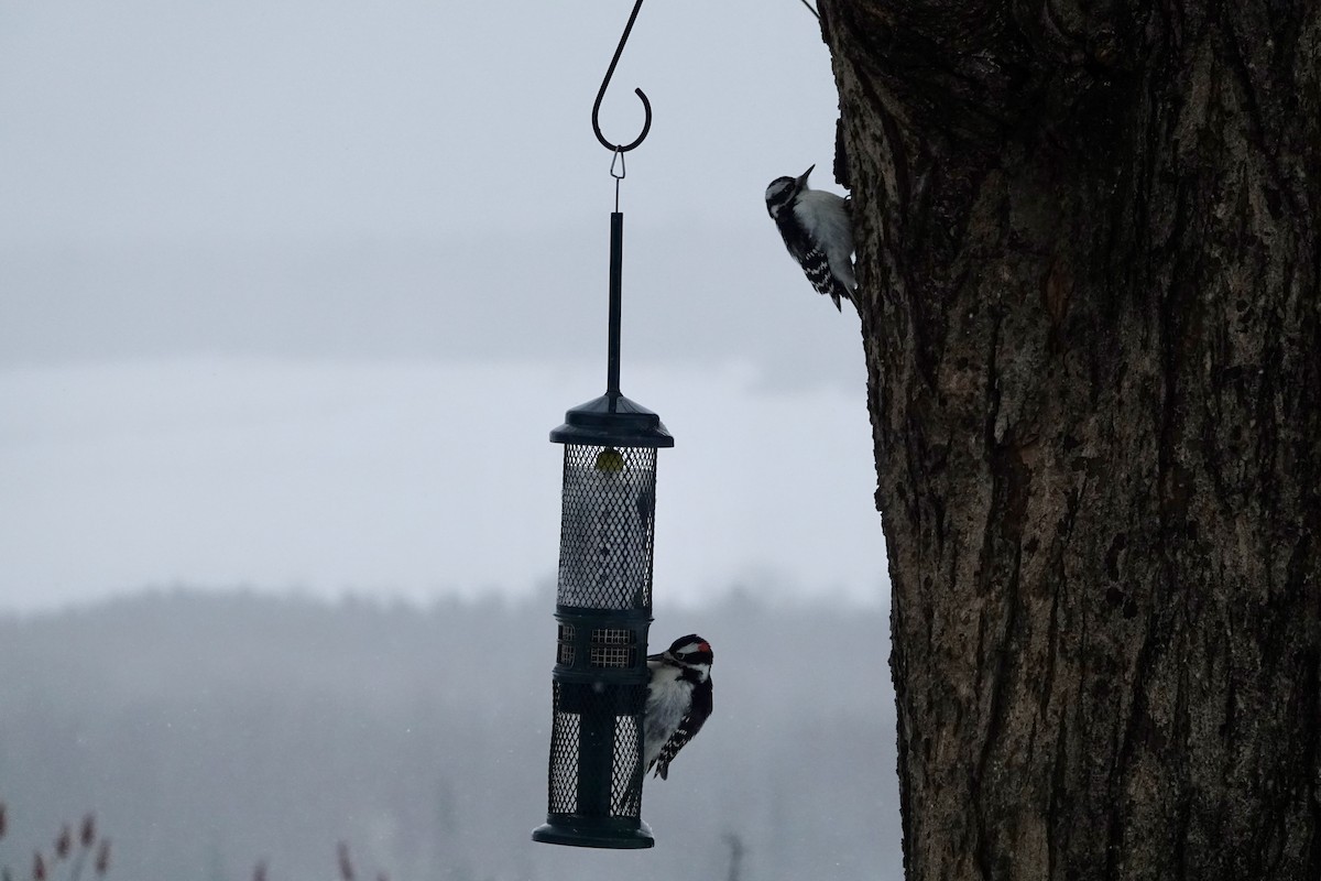 Sert Tüylü Ağaçkakan - ML646786427