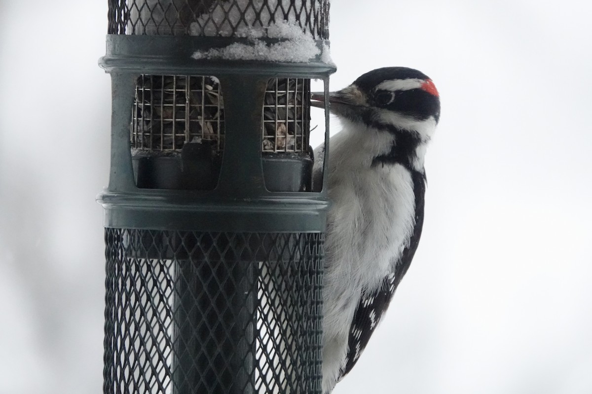 Sert Tüylü Ağaçkakan - ML646786428