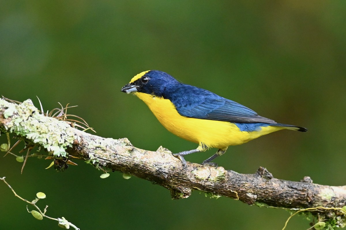 Organiste à bec épais - ML646786429