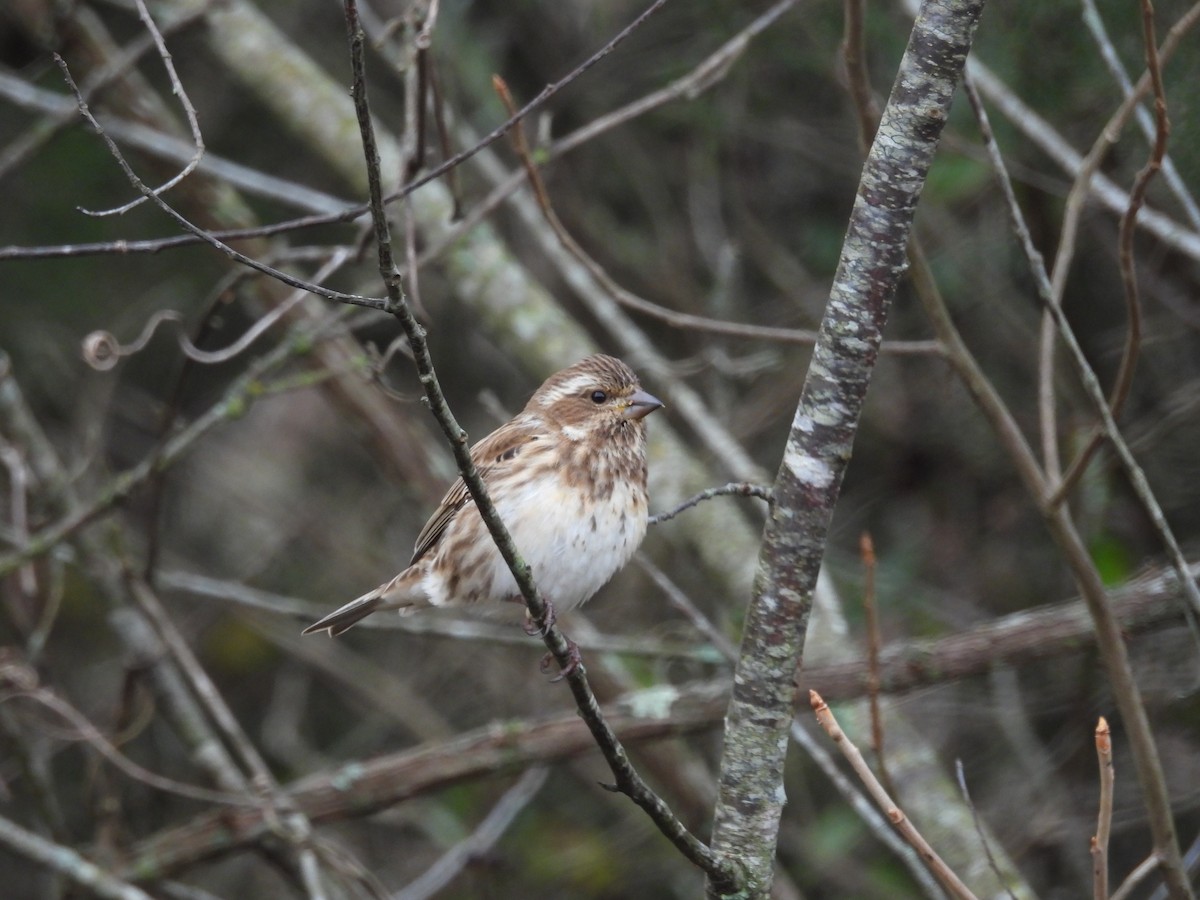 Purple Finch - ML646786430
