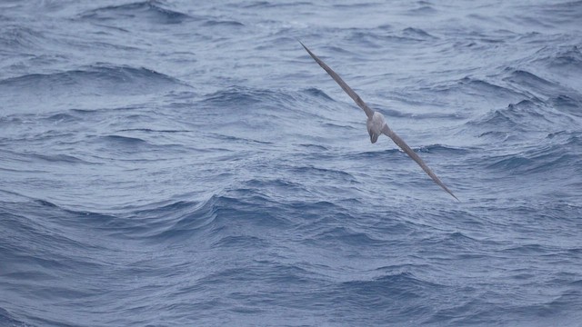Light-mantled Albatross - ML646786431