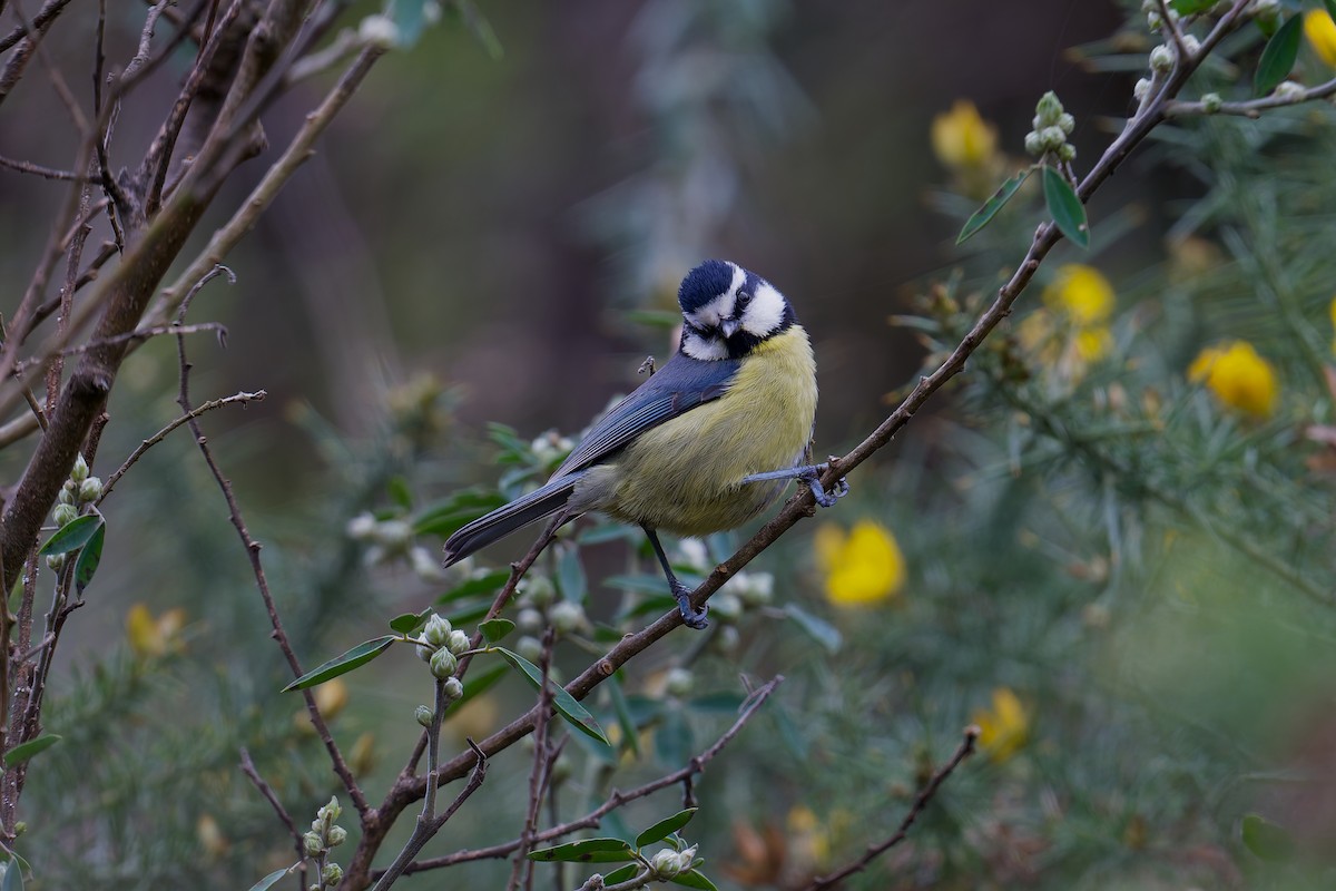 Herrerillo Canario - ML646786432