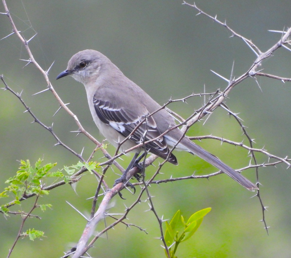 Northern Mockingbird - ML646786434