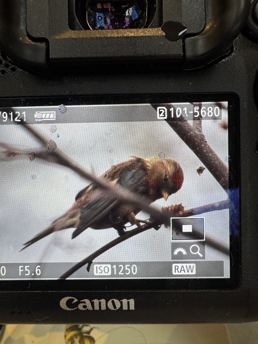 Redpoll (Lesser) - ML646786435
