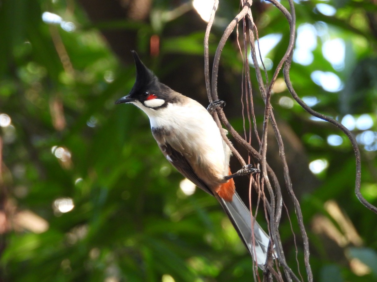 Red-whiskered Bulbul - ML646786436