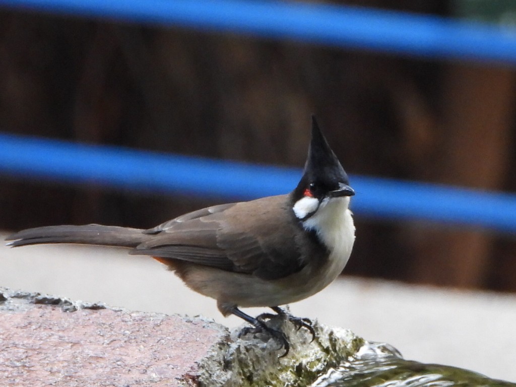 Red-whiskered Bulbul - ML646786437