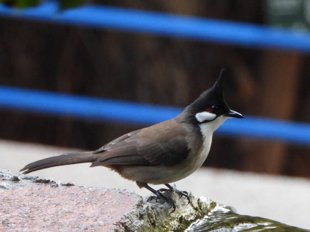 Red-whiskered Bulbul - ML646786438