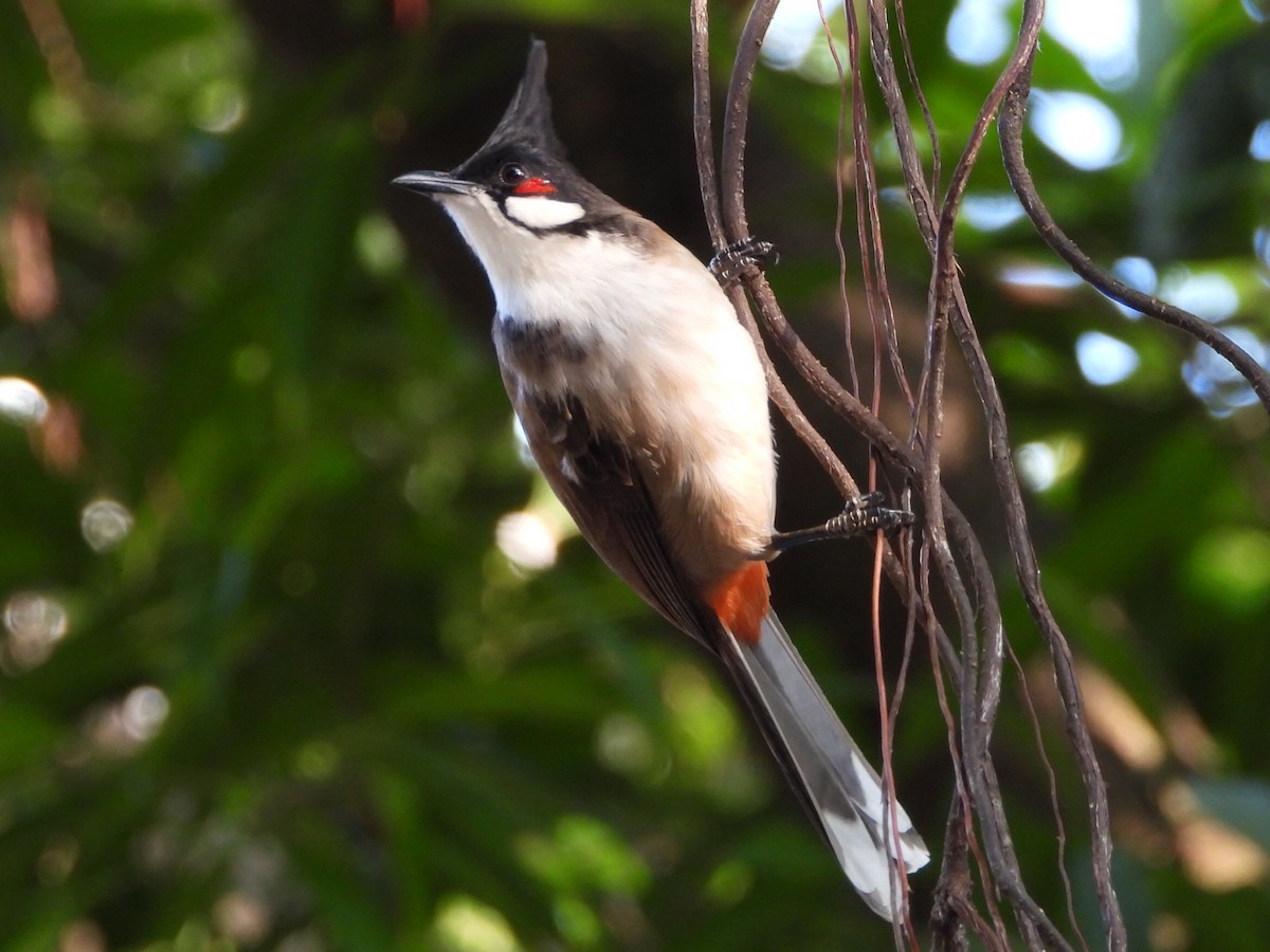 Red-whiskered Bulbul - ML646786439