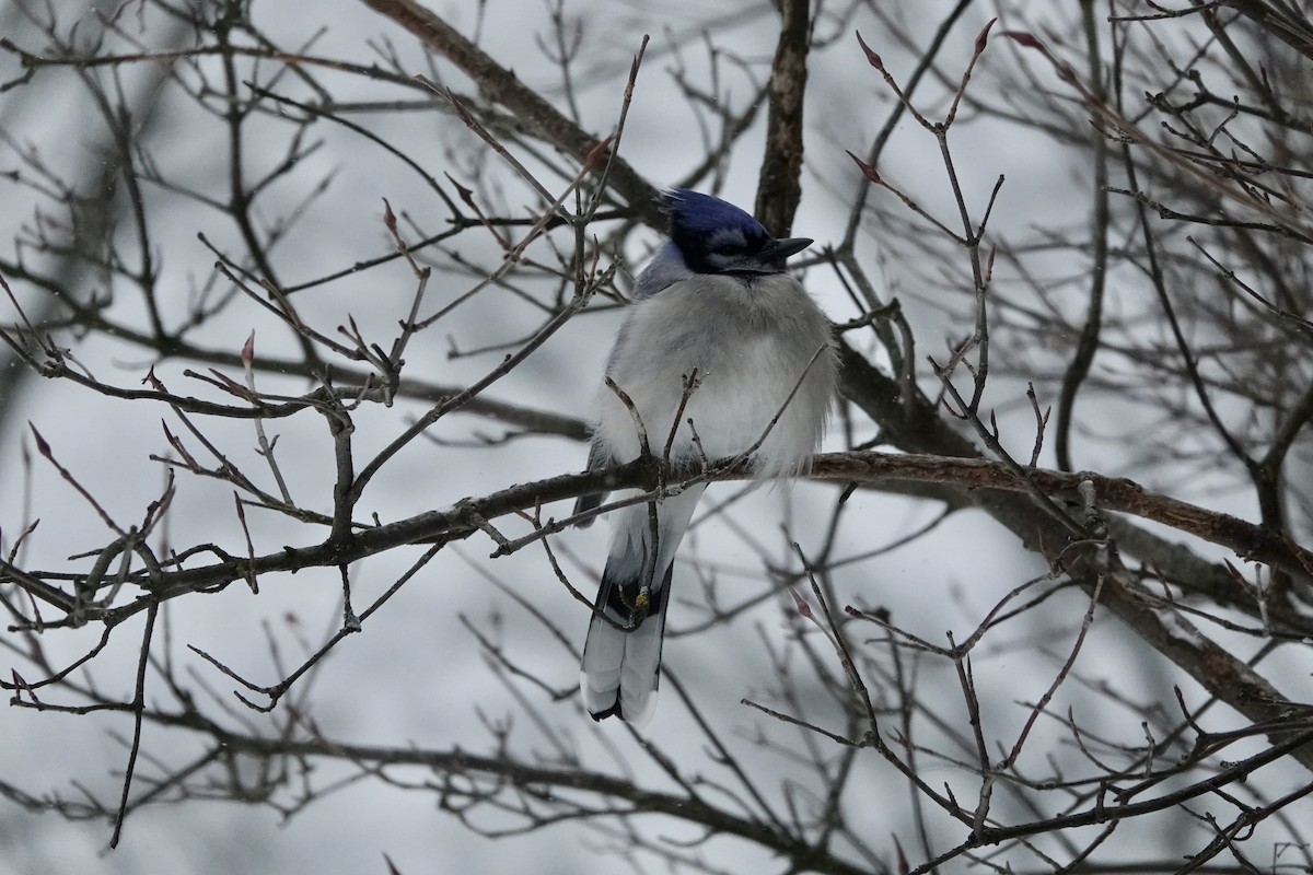 Mavi Karga - ML646786440