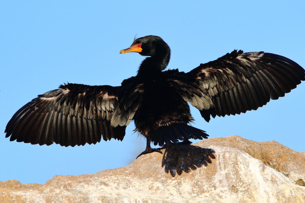 Crowned Cormorant - ML646786441