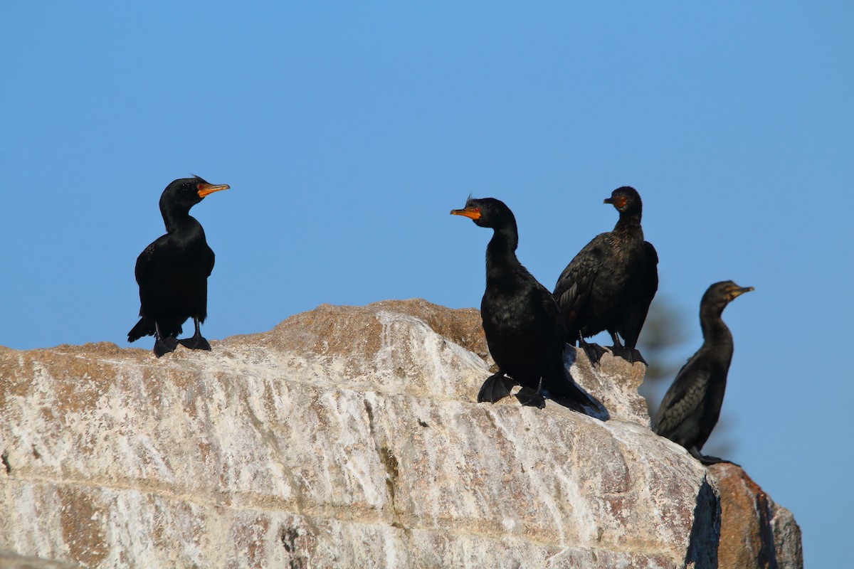 Crowned Cormorant - ML646786442