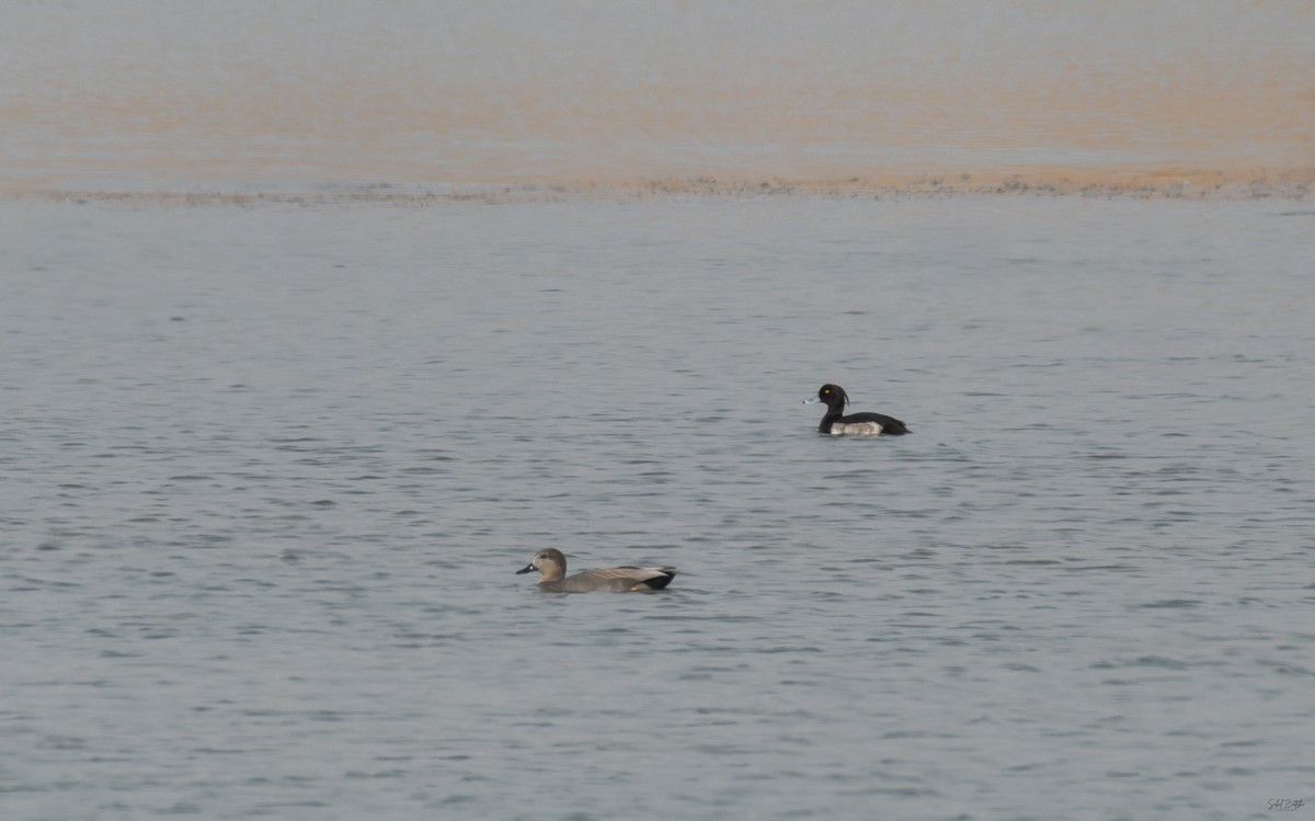 Murgilari mottoduna - ML646786443