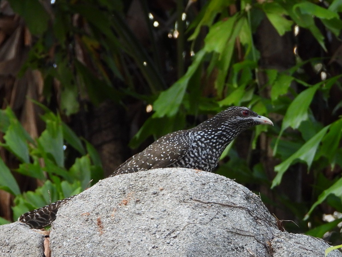 Asian Koel - ML646786445