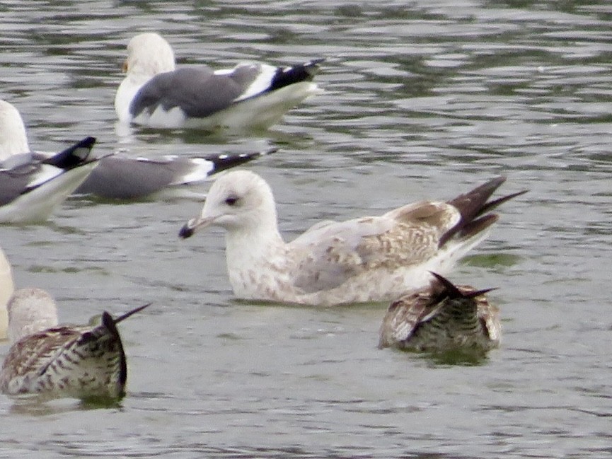 European Herring Gull - ML646786449