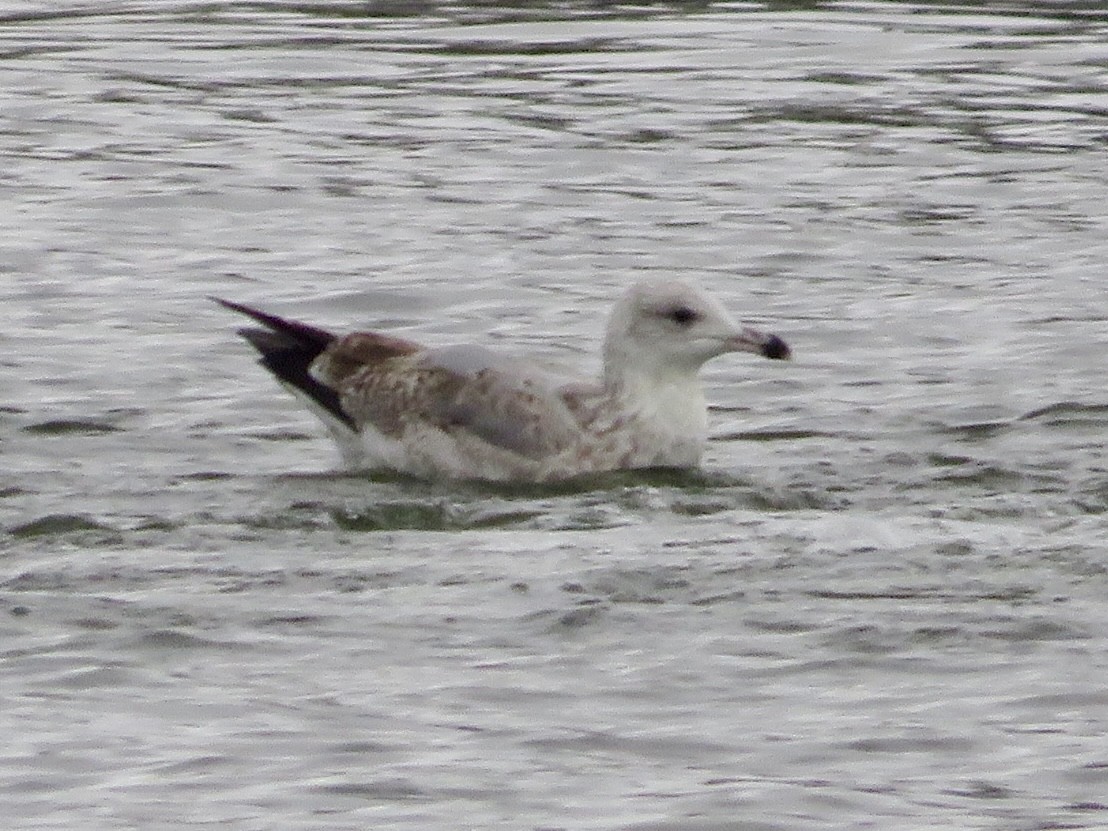 European Herring Gull - ML646786450