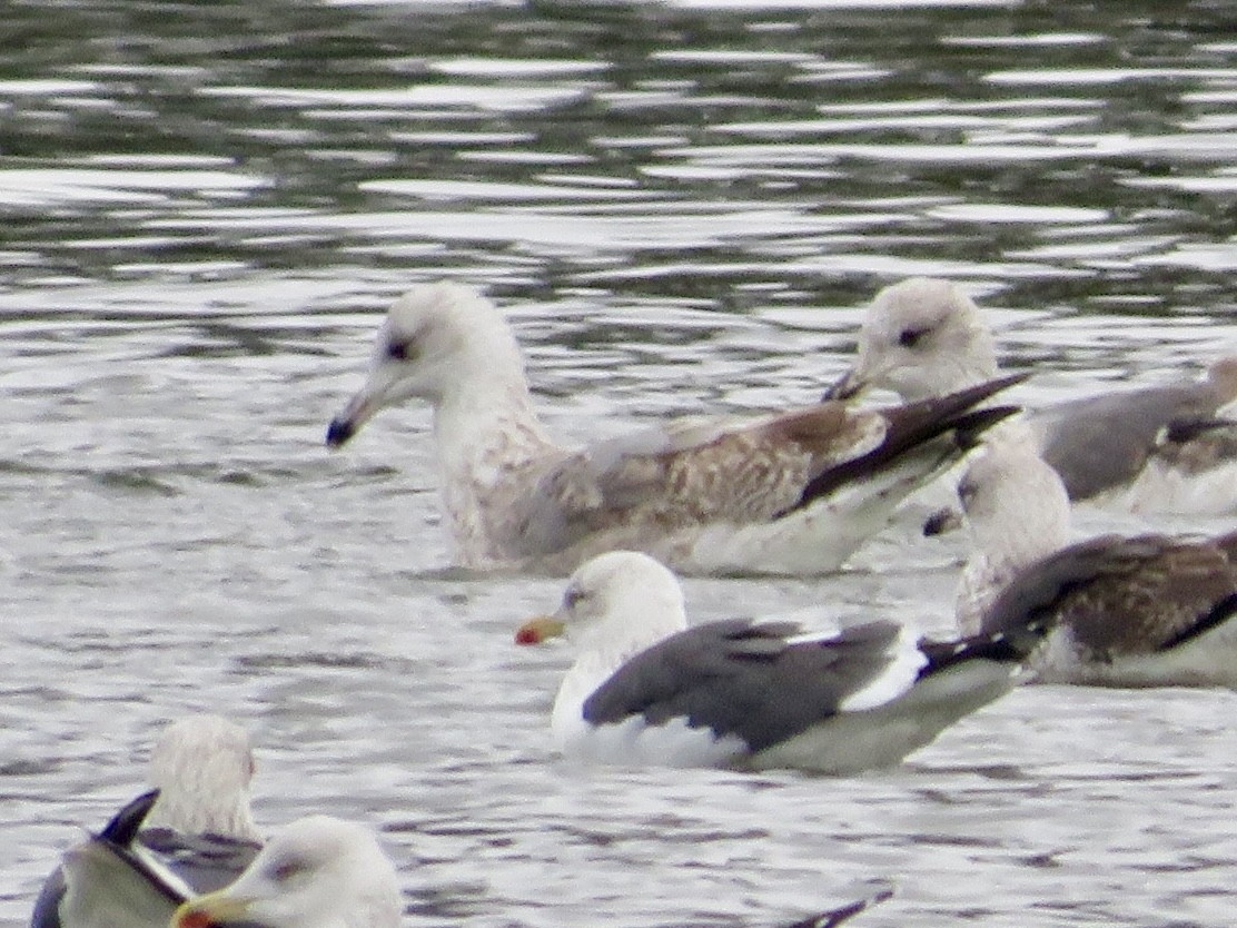 European Herring Gull - ML646786451