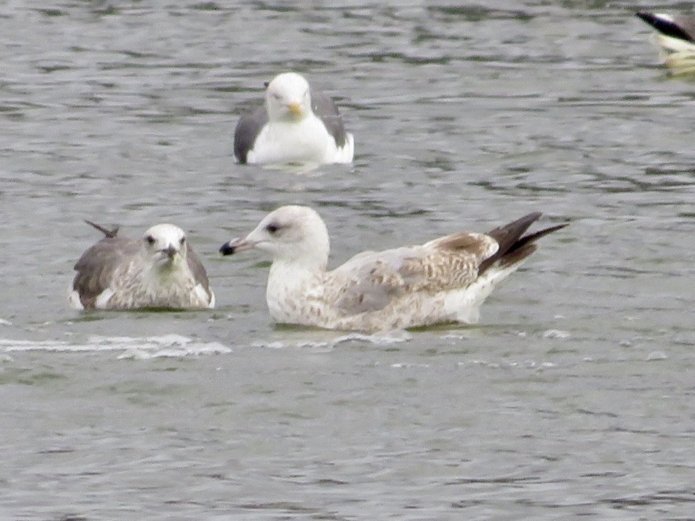 European Herring Gull - ML646786452