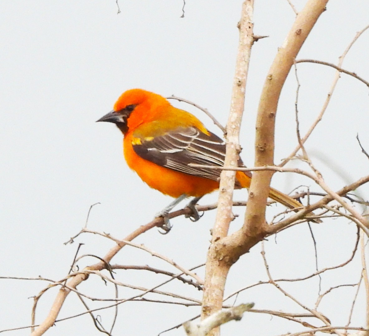 Altamira Oriole - ML646786453