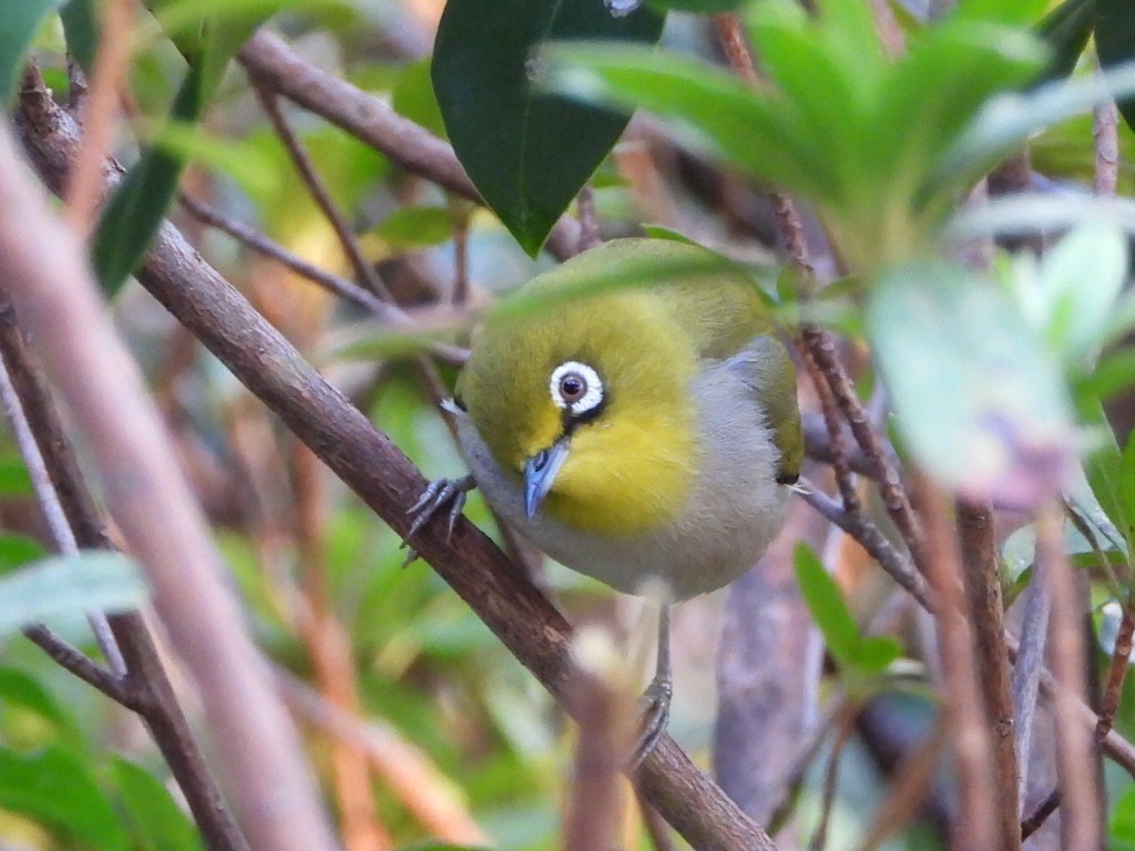 Swinhoe's White-eye - ML646786455