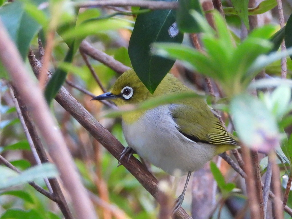 Swinhoe's White-eye - ML646786456