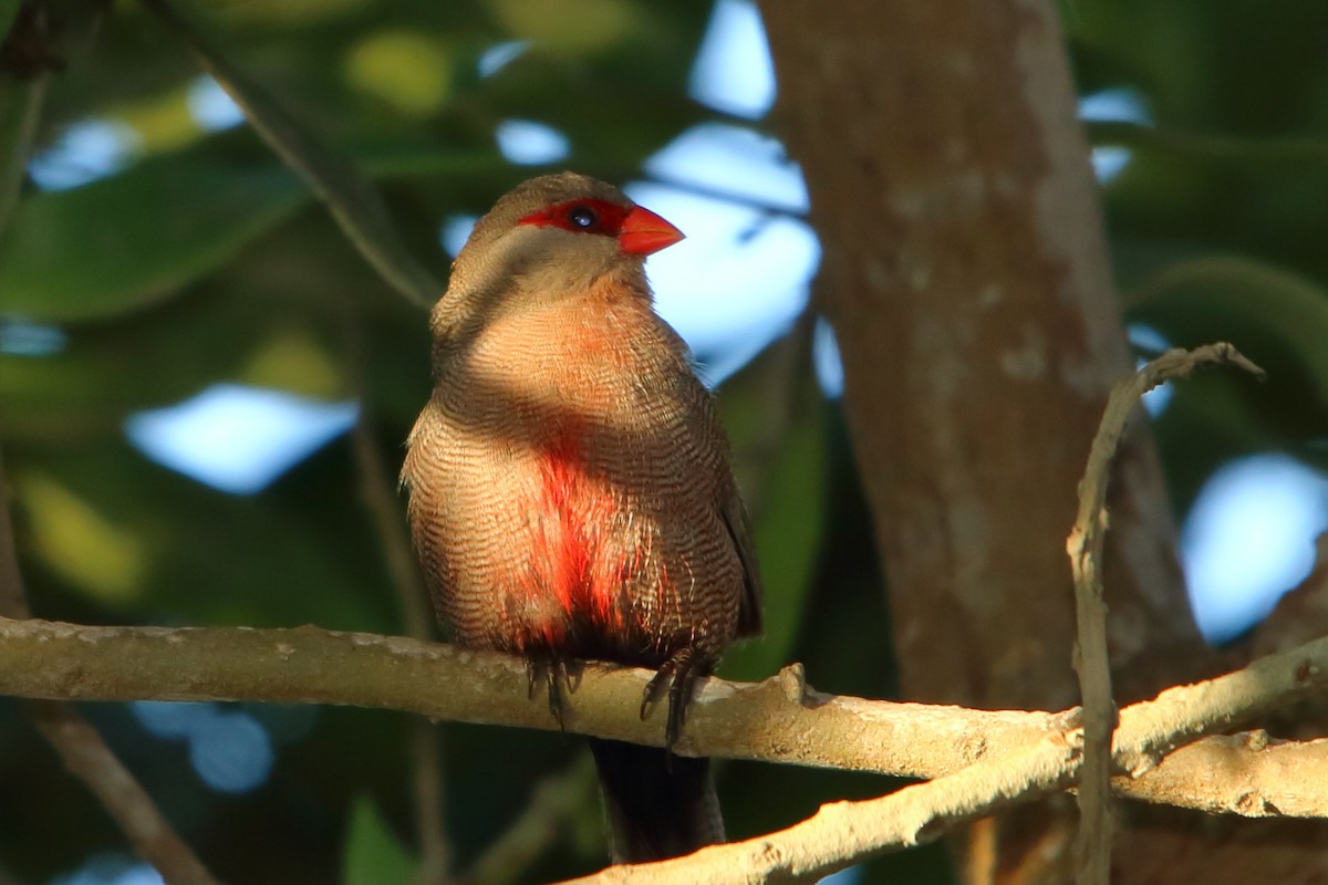 Common Waxbill - ML646786461