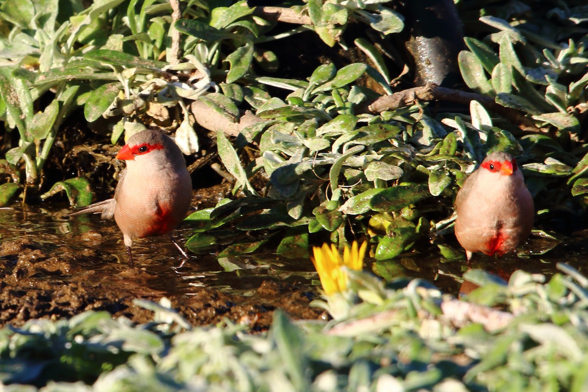 Common Waxbill - ML646786462
