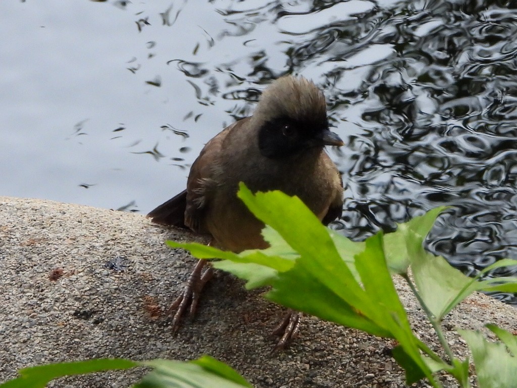 Masked Laughingthrush - ML646786465