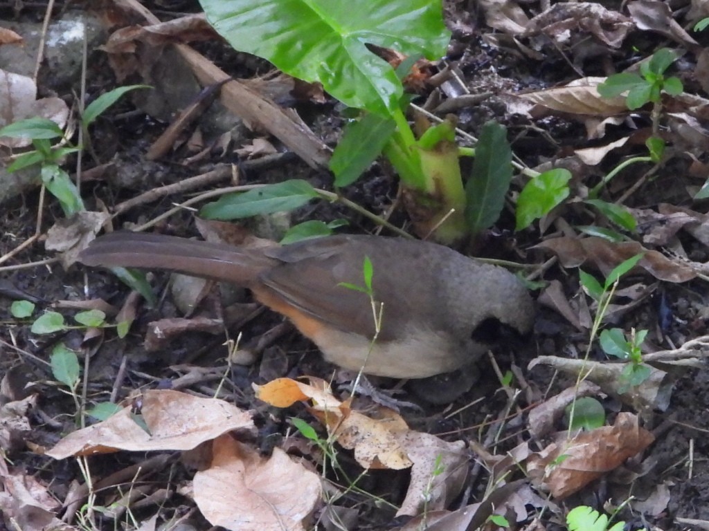 Masked Laughingthrush - ML646786466