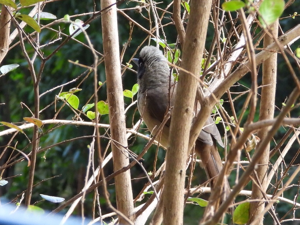 Masked Laughingthrush - ML646786467