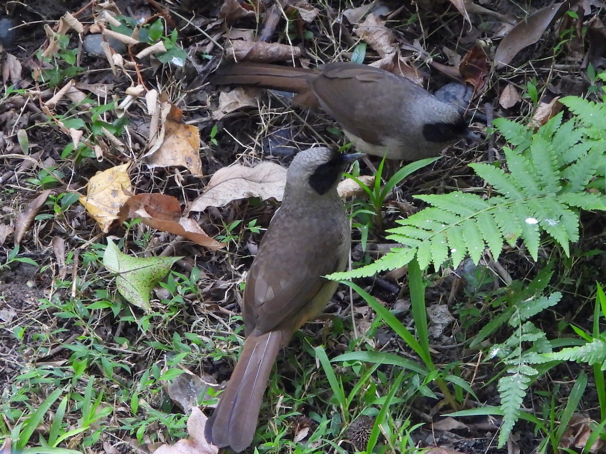 Masked Laughingthrush - ML646786468