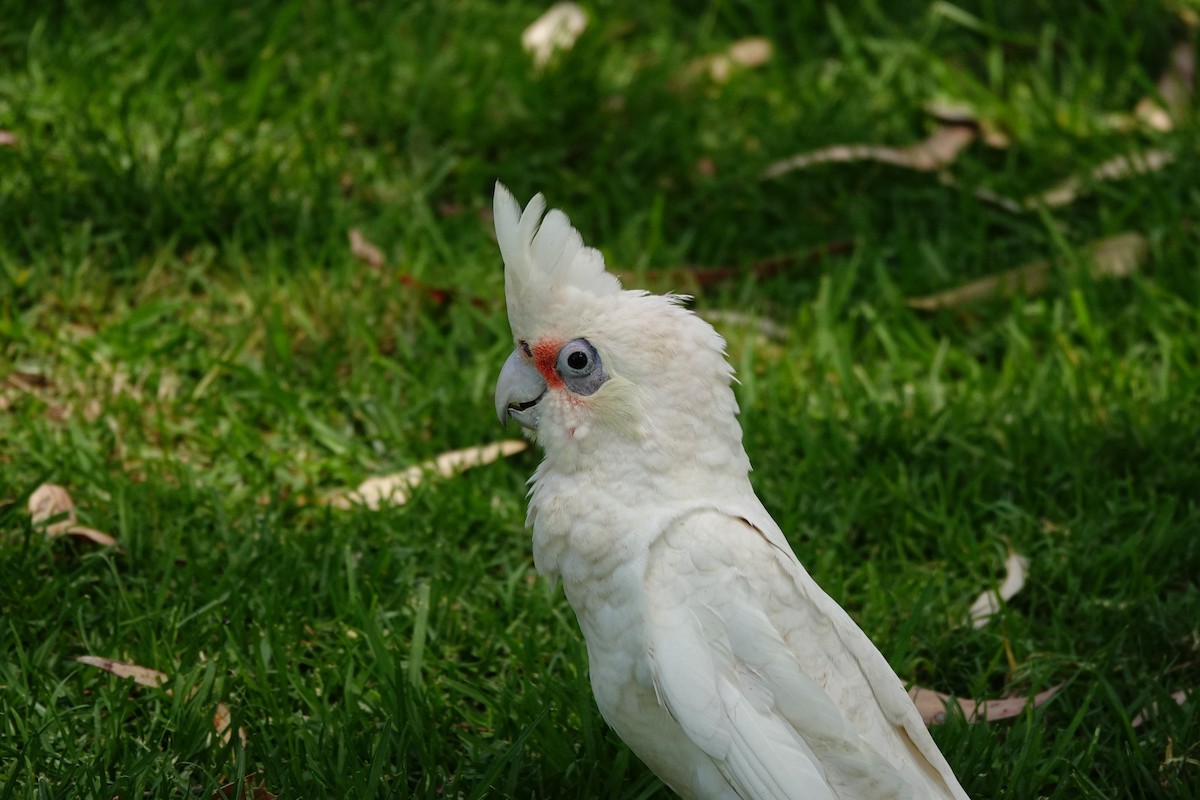 Little Corella - ML646786469