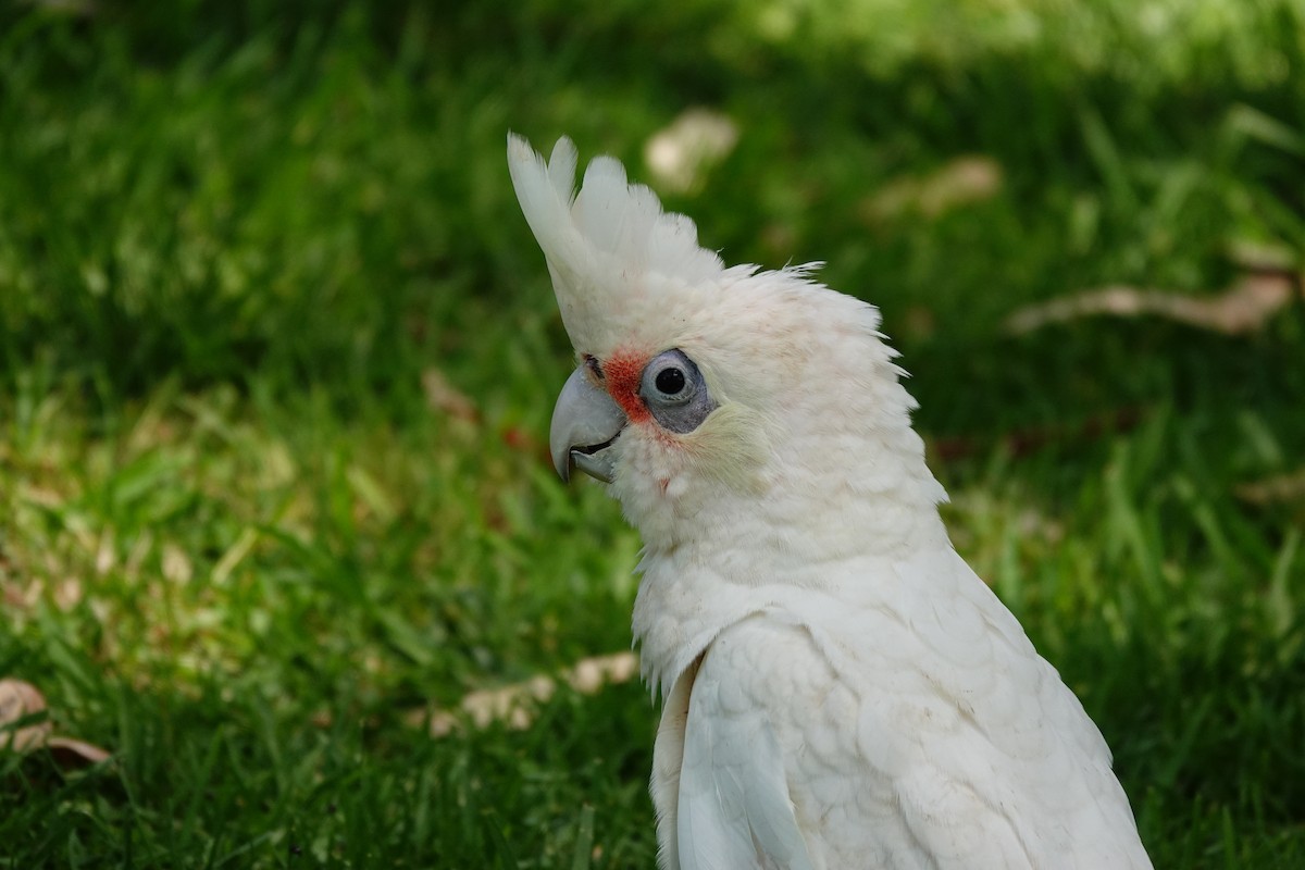 Little Corella - ML646786470