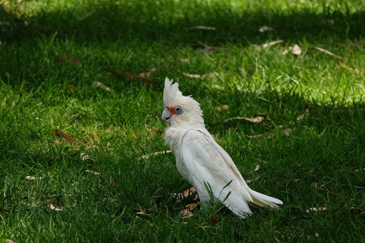 Little Corella - ML646786471