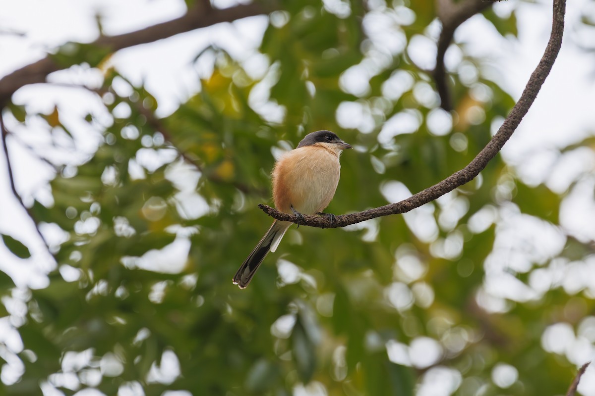 Burmawürger - ML646786473