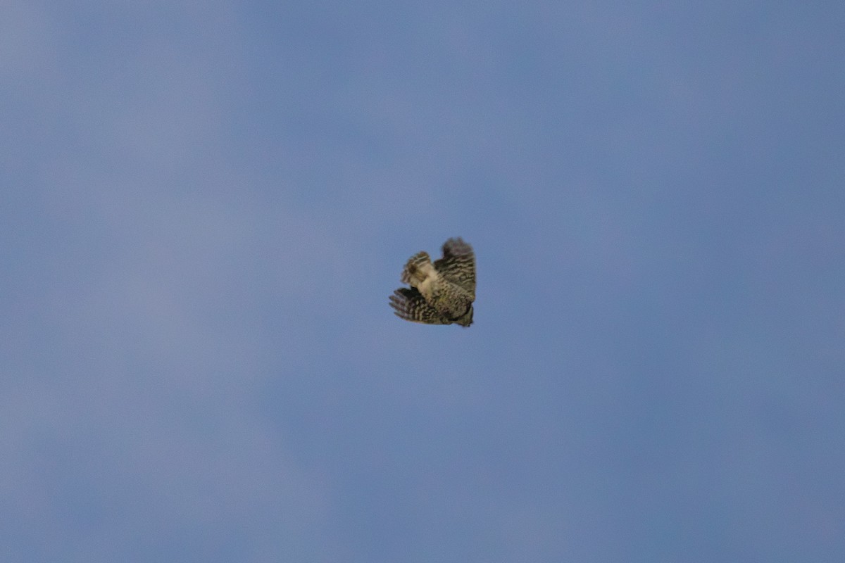 Brahmakauz - ML646786478