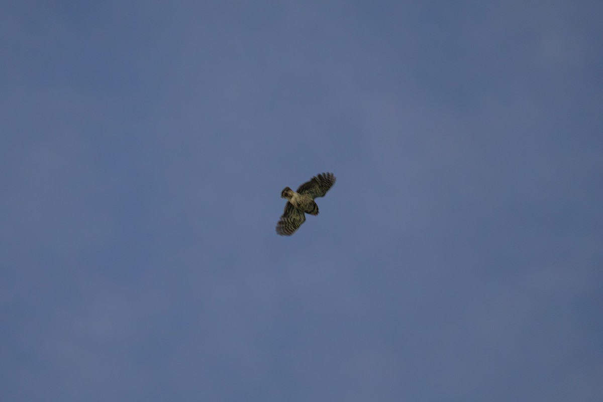 Brahmakauz - ML646786480