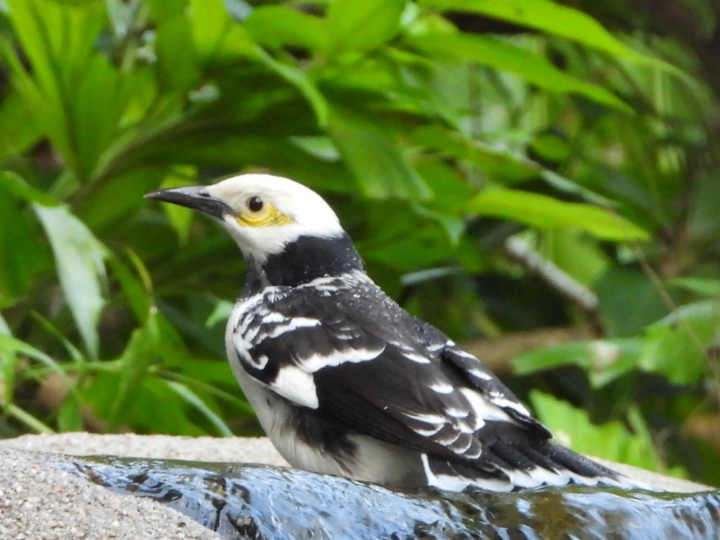 Black-collared Starling - ML646786481