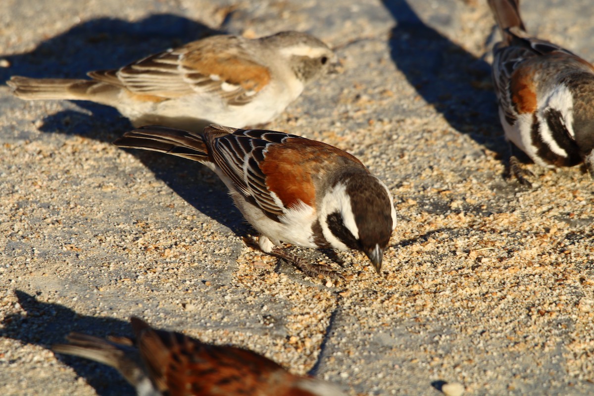 Cape Sparrow - ML646786482