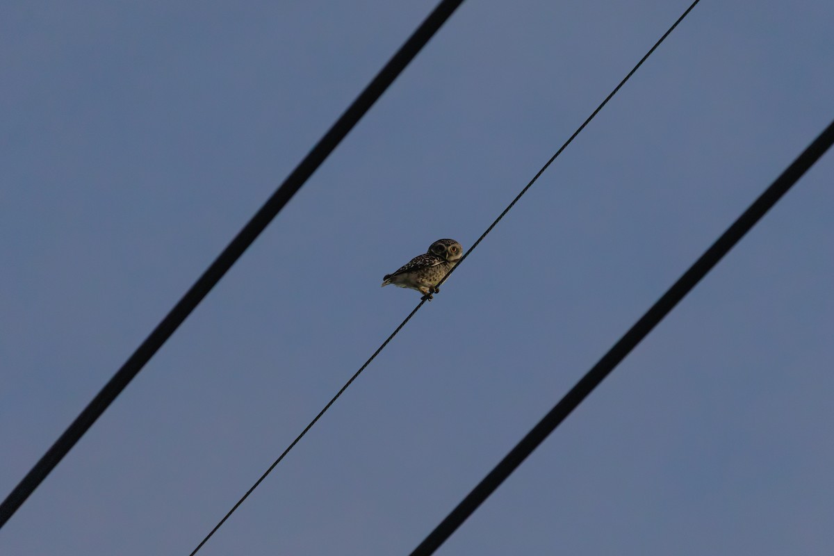 Brahmakauz - ML646786484