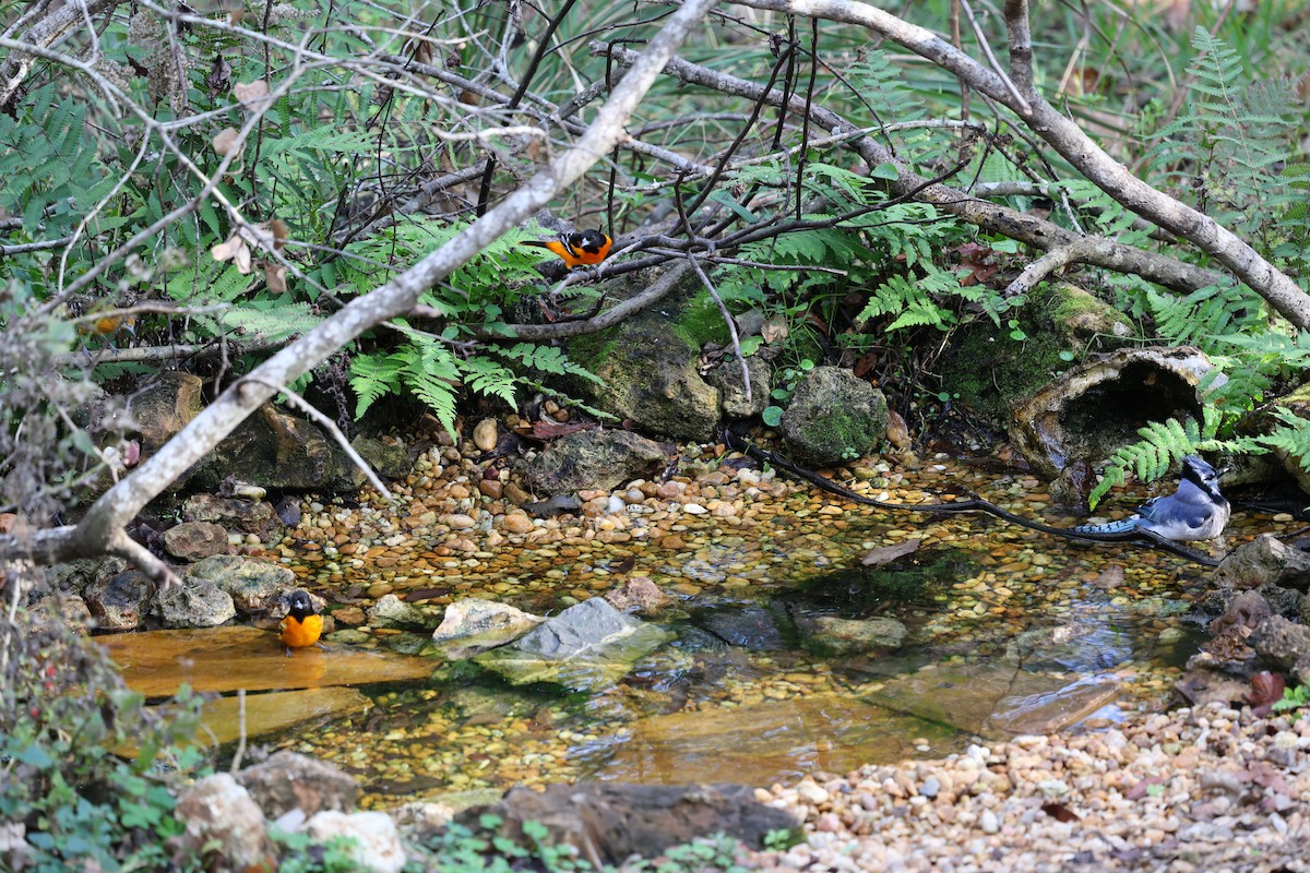 Baltimoretrupial - ML646786489