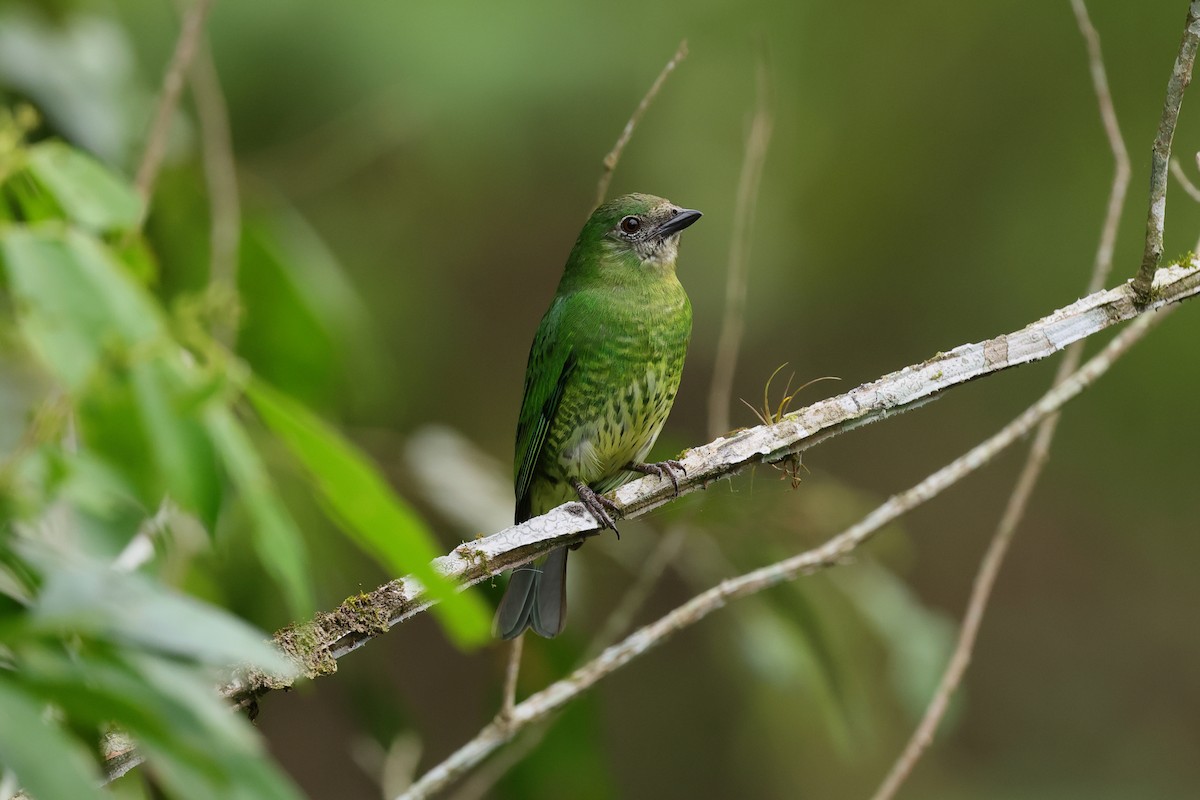 Swallow Tanager - ML646786490