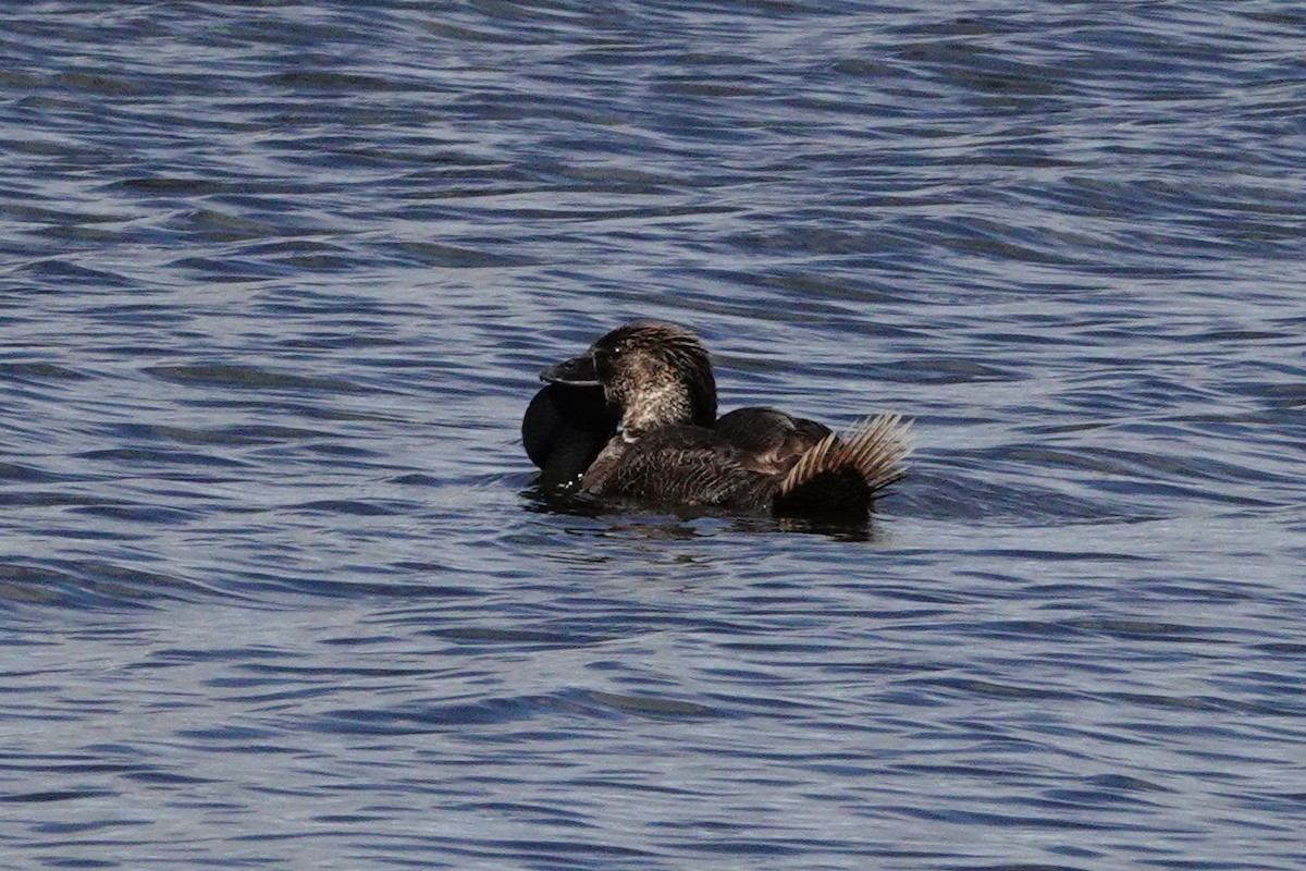 Musk Duck - ML646786491
