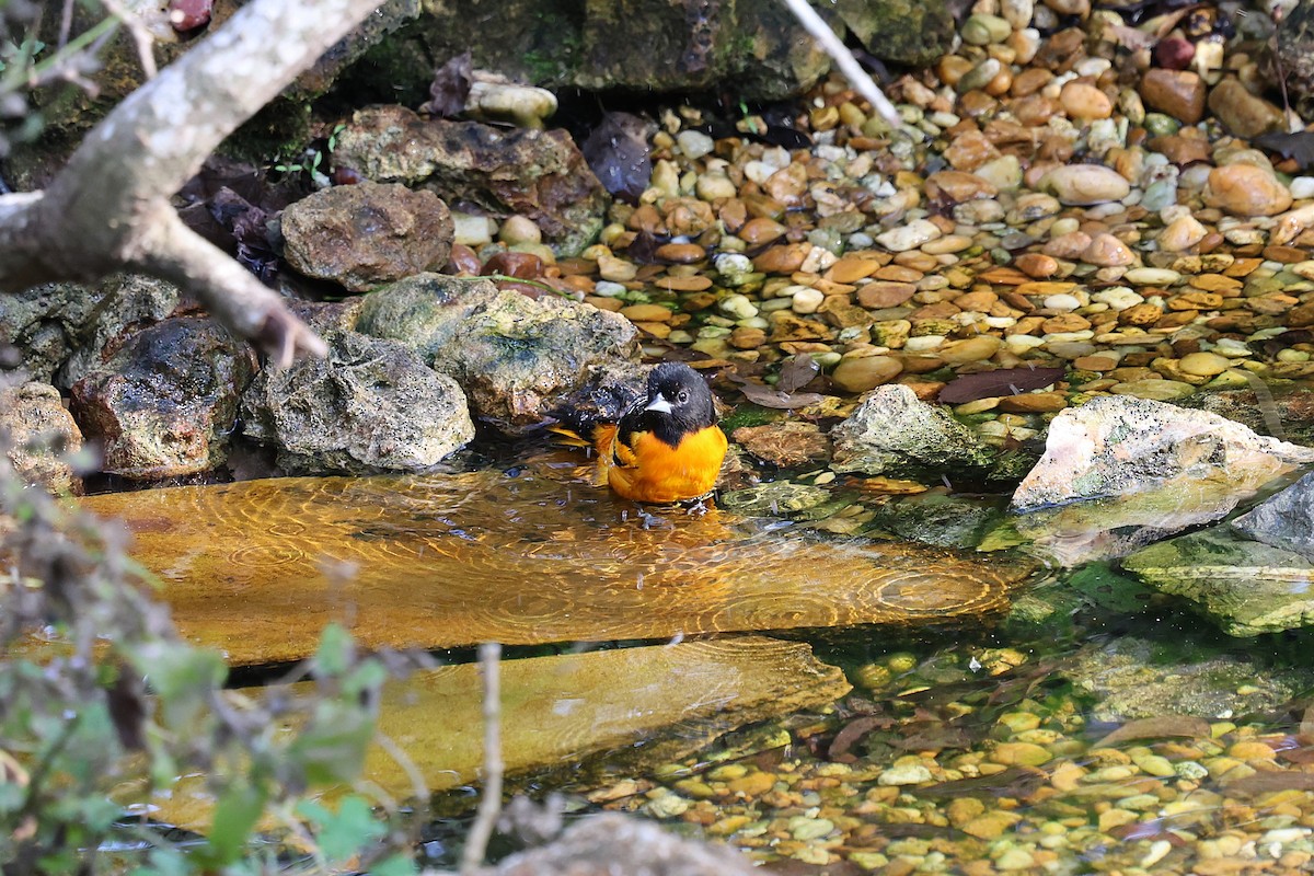 Baltimoretrupial - ML646786492